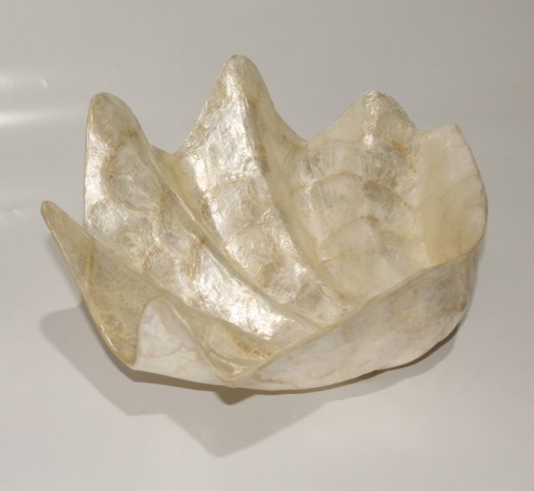 Large Shell of Capiz oyster shells