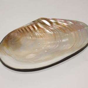 Shell Soap Holder (L)
