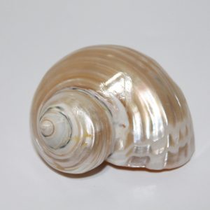 Talembu Shell