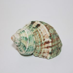 Talembu Shell