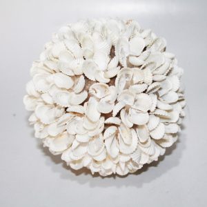 Ball Rose From Shell (Set of 3)