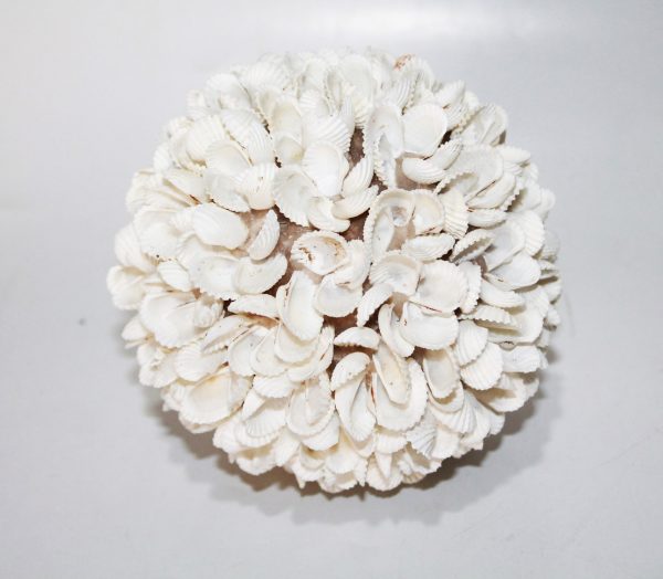 Ball Rose From Shell (Set of 3)