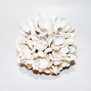 Ball Rose From Shell (Set of 3)