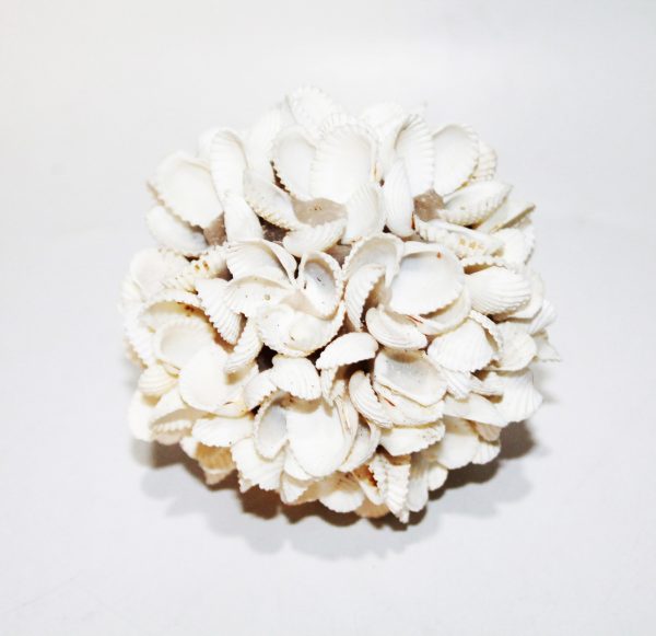 Ball Rose From Shell (Set of 3)