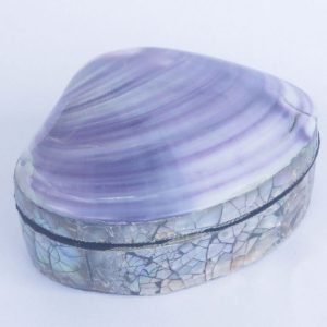 Shell Box Purple