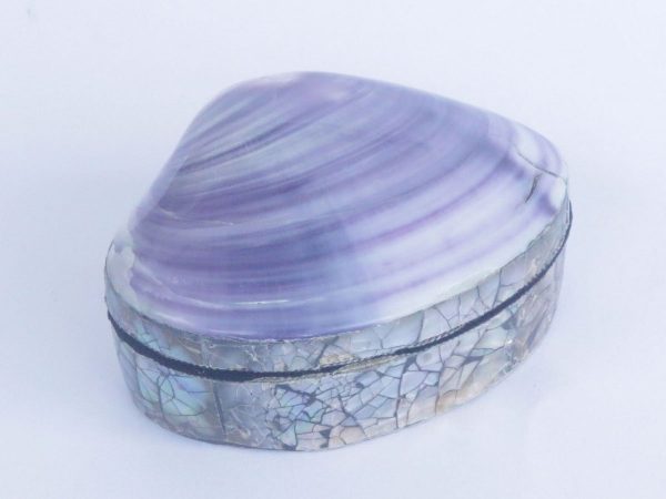 Shell Box Purple