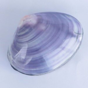 Shell Box Purple