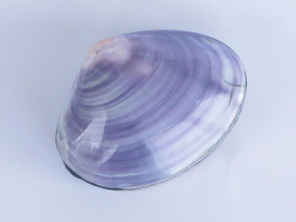 Shell Box Purple